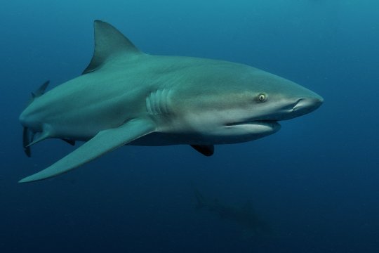 GlobalGeoNews / Requins : la fin d'une espèce ?